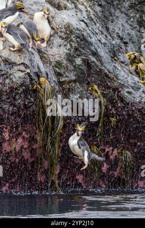 Adult macaroni penguins (Eudyptes chrysolophus) plunging into the sea leaving their breeding colony at Elsehul on South Georgia, Southern Ocean Stock Photo