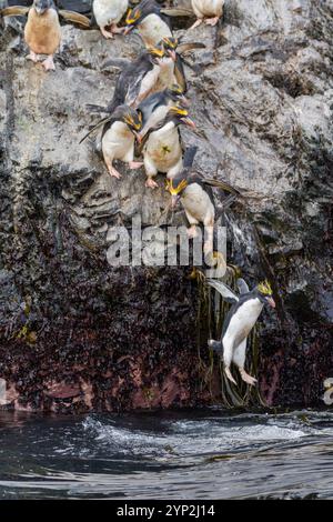 Adult macaroni penguins (Eudyptes chrysolophus) plunging into the sea leaving their breeding colony at Elsehul on South Georgia, Southern Ocean Stock Photo