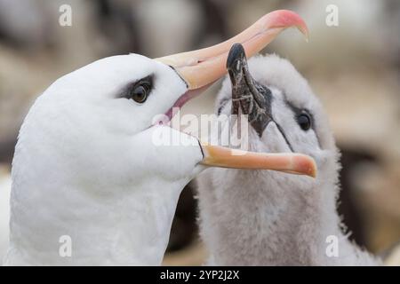 Black-browed albatross (Thalassarche melanophrys) adult feeding chick at nesting site on West Point Island, Falkland Islands, South America Stock Photo