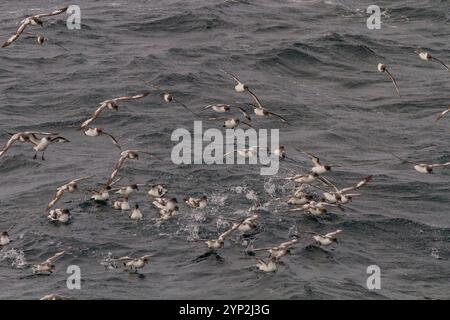 Adult cape petrels (Daption capense) feeding near Deception Island, Antarctica, Southern Ocean, Polar Regions Stock Photo