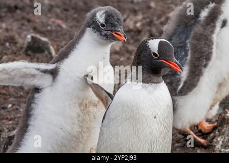 Gentoo penguin (Pygoscelis papua) chick chasing adult for food at Hannah Point on Livingston Island, Antarctica, Polar Regions Stock Photo