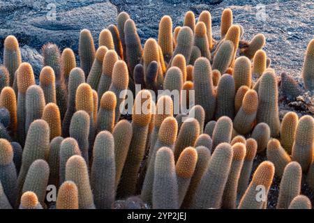 A botanical study of the plants growing in the Atlas Mountains, Tunisia ...