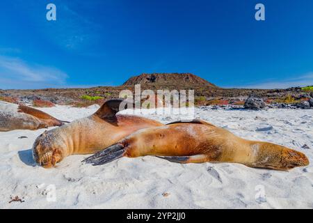 Galapagos sea lions (Zalophus wollebaeki) hauled out on the beach in the Galapagos Island Archipelago, UNESCO World Heritage Site, Ecuador Stock Photo