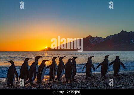 King penguins (Aptenodytes patagonicus) at sunrise on South Georgia Island, Southern Ocean, Polar Regions Stock Photo