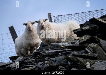 Two Welsh Mountain Sheep at Croesor Mine, Cwm Croesor, Snowdonia National Park (Eryri), North Wales, United Kingdom, Europe Stock Photo