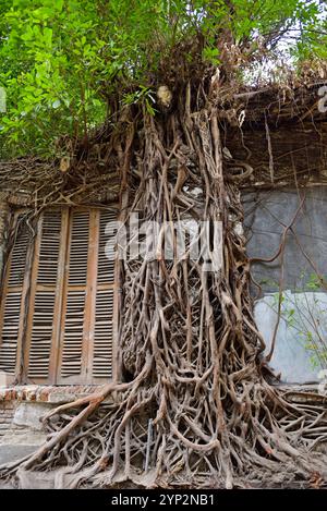 Ficus (fig tree) roots growing on a wall of a ruined building, Old Town of Semarang, Java island, Indonesia, Southeast Asia, Asia Stock Photo