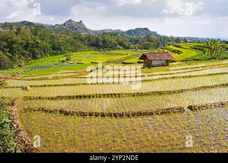 Paddy fields in Tawangmangu area, Karanganyar district, near Surakarta (Solo), Java island, Indonesia, Southeast Asia, Asia Stock Photo