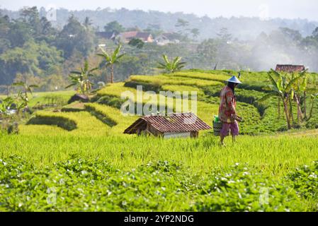 Paddy fields in Tawangmangu area, Karanganyar district, near Surakarta (Solo), Java island, Indonesia, Southeast Asia, Asia Stock Photo