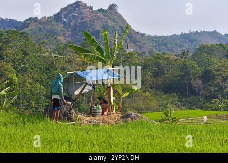 Paddy fields in Tawangmangu area, Karanganyar district, near Surakarta (Solo), Java island, Indonesia, Southeast Asia, Asia Stock Photo