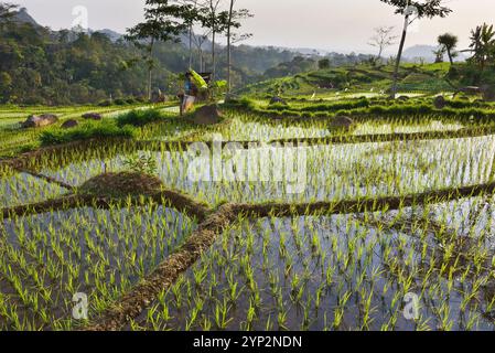 Paddy fields in Tawangmangu area, Karanganyar district, near Surakarta (Solo), Java island, Indonesia, Southeast Asia, Asia Stock Photo