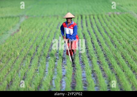 Farmer planting rice seedlings, young rice sprouts in a field, Yogyakarta, Java, Indonesia, Southeast Asia, Asia, Asia Stock Photo