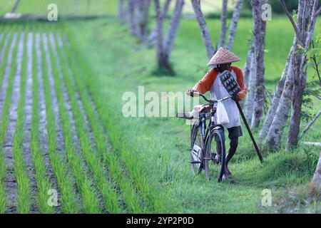 Young rice sprouts in a field, Yogyakarta, Java, Indonesia, Southeast Asia, Asia, Asia Stock Photo