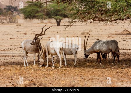 Addax  (Addax nasomaculatus) and Arabian oryx (Oryx leucoryx) in  breeding and reacclimation center in Yotvata Hai-Bar Nature Reserve Stock Photo