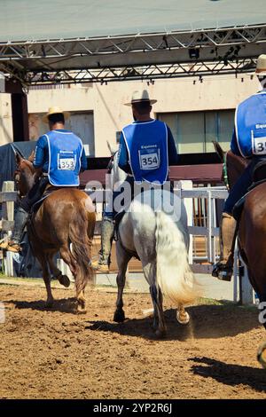 Three men riding horses in a ring with the numbers 535 on their shirts. Scene is lighthearted and fun, as the men are enjoying their time riding horse Stock Photo