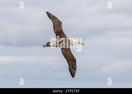 Waved Albatross - Phoebastria irrorata - also known as Galapagos Albatross.  Adult bird in flight.  Española, Galapagos Islands, Ecuador Stock Photo