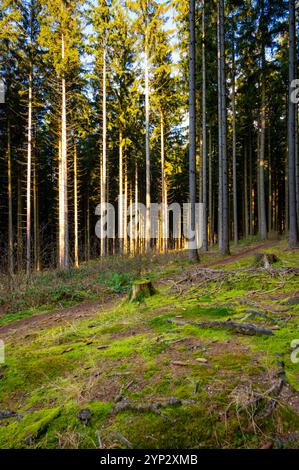 A captivating autumn forest scene with trees showcasing vibrant fall colors, and sunlight streaming through the branches, creating a magical, serene a Stock Photo