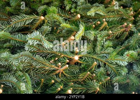View of cut spruce branches stacked. A large pile of cut green spruce branches Stock Photo