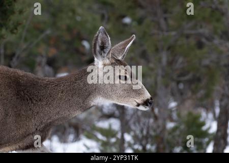 closeup portrait, young mule deer (Odocoileus hemionus) at Grand Canyon National Park in winter. Forest and snow in the background Stock Photo