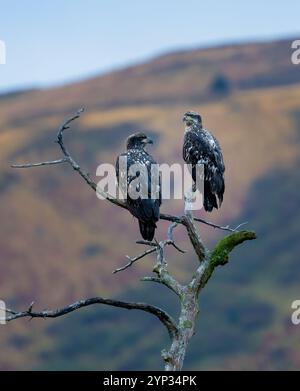 Two juvenile bald eagles after the rain, sitting on a tree branch in Alaska drying off Stock Photo