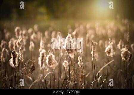 Early morning sun shining over the cattails in norther Florida. Stock Photo