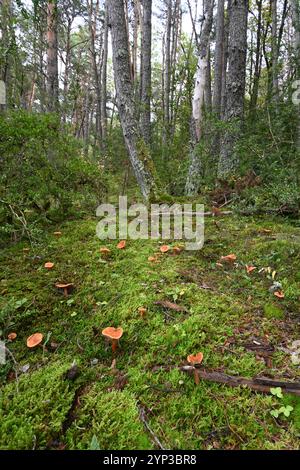 Group of False Chanterelle Mushrooms, Hygrophoropsis aurantiaca, Growing in Moss on Forest Floor of Pine Forest Stock Photo