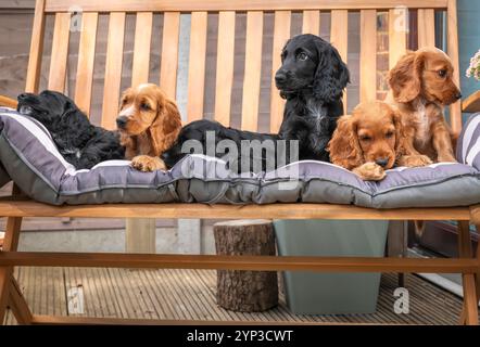 Three Black Working Cocker spaniel and three golden brown puppy dogs in the garden in Surrey Stock Photo