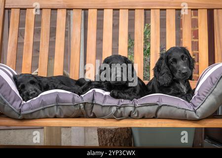 Three Black Working Cocker spaniel puppies in the garden in Surrey Stock Photo