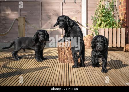 Three Black Working Cocker spaniel puppies in the garden in Surrey Stock Photo