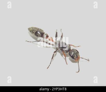 Graceful Twig Ant (Pseudomyrmex gracilis) Stock Photo