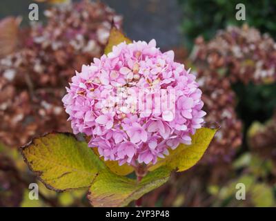 Close- up of a blooming light pink Hydrangea blossom tuft among old, dry ones in Bonn, Germany in November. Concept: resilience Stock Photo