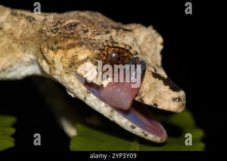 Mount Ambre Leaf-tailed Gecko (Uroplatus finiavana) Stock Photo