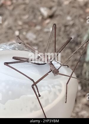 Quick Stick Insect (Acrophylla thoon Stock Photo - Alamy