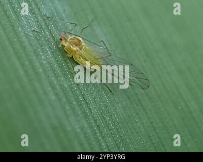 Rose grain aphid Metopolophium dirhodum, colony of wingless specimens ...