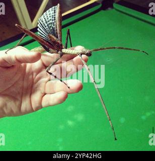 Strong Stick Insect (Anchiale briareus), Insecta, Caravonica QLD 4878 ...