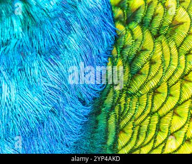Closeup of Peacock feather Texture in Green and Blue Stock Photo