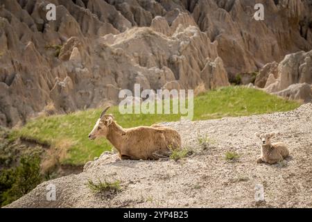 Bighorn Sheep Mama and Lamb in the Badlands of South Dakota Stock Photo