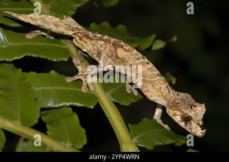 Mount Ambre Leaf-tailed Gecko (Uroplatus finiavana) Stock Photo