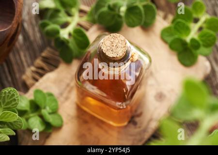 A bottle of herbal tincture with fresh Plectranthus or Coleus amboinicus leaves Stock Photo