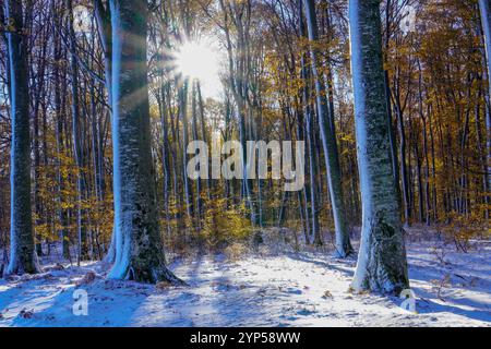 Sunlight breaks through the autumn leaves of the trees in the early days of winter Stock Photo