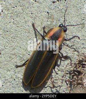 Spring Tree-Top Flasher (Pyractomena borealis Stock Photo - Alamy