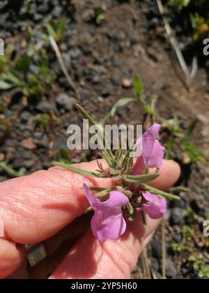 Weasel's-snout (Misopates orontium) Stock Photo