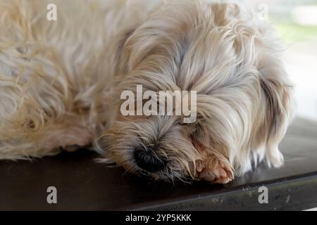 Adorable fluffy white dog napping peacefully on a table, dreaming of treats and adventures. Stock Photo