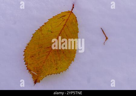Close-up of a dried yellow leaf lying in the snow Stock Photo