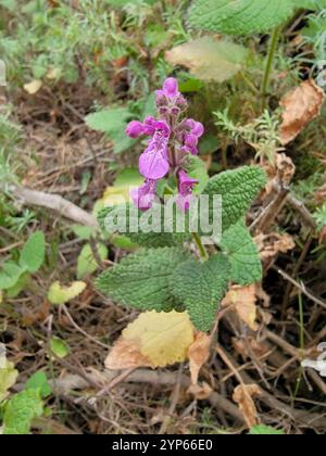 California Hedge Nettle (Stachys bullata) Stock Photo