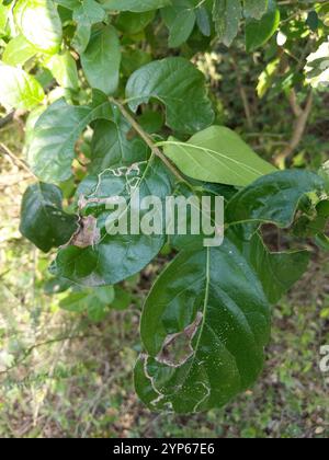 Anacua (Ehretia anacua Stock Photo - Alamy