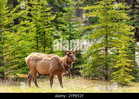 A deer is walking through a forest with trees in the background. The deer is brown and has large antlers on its head. The forest is lush and green, wi Stock Photo