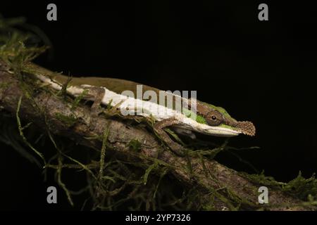 Two-coloured chameleon (Calumma Roaloko) in the rainforests of eastern Madagascar Stock Photo