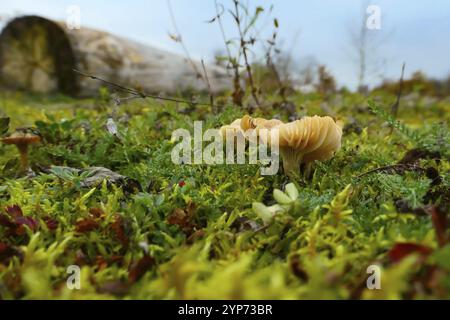 Close-up of a mushroom with lamellae on the cap on a moss-covered former car park near Augsburg, Bavaria, Germany, Europe Stock Photo