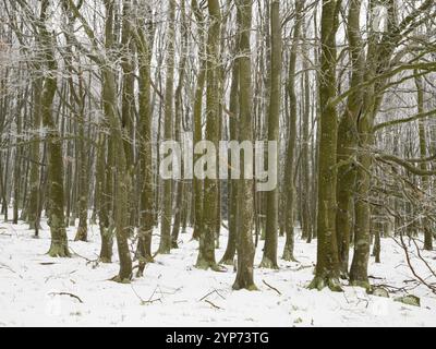 Beech Tree forest, (Fagus sylvatica) trees covered in frost and snow, November, beside the road Hochrhoenstrasse. Rhoen UNESCO Biosphere nature reserv Stock Photo