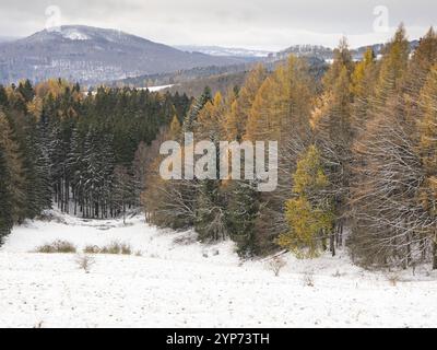 A landscape view of Larch (Larix europaea) trees in autumn colour, with snow covered scenery in the background, in the Rhoen UNESCO Biosphere nature r Stock Photo